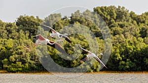 Flamingos (Phoenicopterus roseus) flying over mangrove forest in Ras Al Khor, Dubai