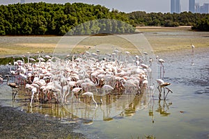 Flamingos (Phoenicopterus roseus) at Ras Al Khor Wildlife Sanctuary in Dubai