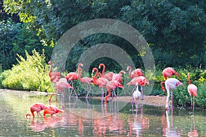 Flamingos pink zoo bird flamingo outdoor