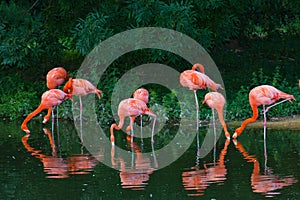 Flamingos pink zoo birds wild life