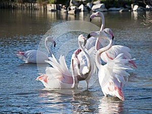 Flamingos in a pond