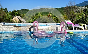 Flamingos in the pool!