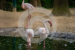 Flamingos in a Pool photo