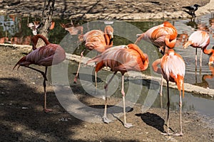 Flamingos preen their feathers on the shore of the pond