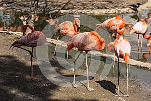 Flamingos preen their feathers on the shore of the pond photo
