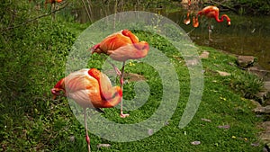 Flamingos preening near grassy edge of water stream