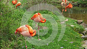 Flamingos preening near grassy edge of water stream