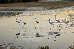 Flamingos at Ras Al Khor Wildlife Sanctuary in Dubai, wading in lagoon, sunset.