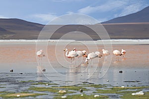 Flamingos on red lake, Salt lake, Bolivia