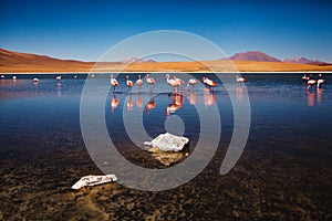 Flamingos in Reserva Eduardo Avaroa, Bolivia Salar de uyuni altiplano