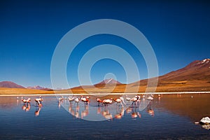 Flamingos in Reserva Eduardo Avaroa, Bolivia Salar de uyuni altiplano photo