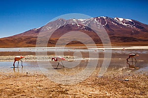 Flamingos in Reserva Eduardo Avaroa, Bolivia Salar de uyuni altiplano photo