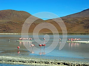 Flamingos resting and pasturing on the colorated lagoon, among the arid mountains
