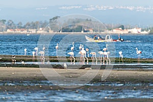 Flamingos at Ria de Aveiro delta photo