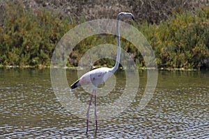 Flamingos in Ria Formosa, Faro, Algarve, Portugal