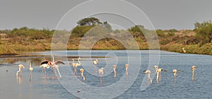 Flamingos in Ria Formosa natural park Portugal photo