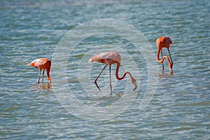 Flamingos in Rio Coloradas on the north of Mexico photo