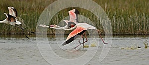 the flamingos run to fly, Greater flamingo, Phoenicopterus roseus photo