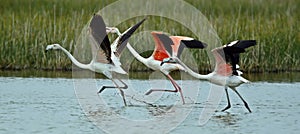 the flamingos run to fly, Phoenicopterus roseus