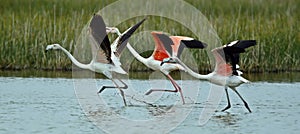 the flamingos run to fly, Phoenicopterus roseus photo