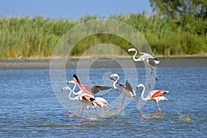 Flamingos running on water in Camargue