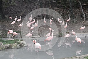 Flamingos in safety water