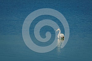 Flamingos in the Salinas y Arenales del Mar Menor Regional Park. Murcia. Spain photo