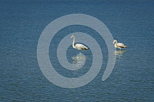 Flamingos in the Salinas y Arenales del Mar Menor Regional Park. Murcia. Spain