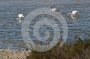 Flamingos in salt works exploitation in mallorca