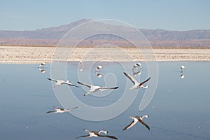 Flamingos at San Pedro de Atacama