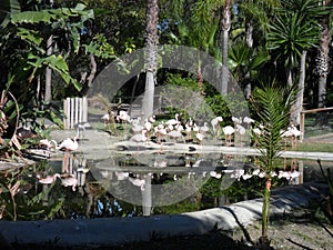 Flamingos in Selwo Aventure.-Estepona photo