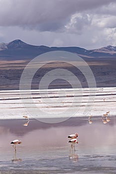 Flamingos in Southern Bolivia