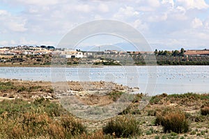 Flamingos in Spanish lake Fuente de Piedra photo