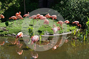 Flamingos