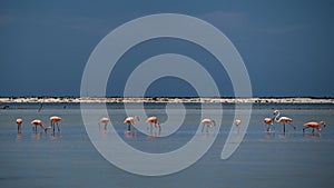 Flamingos standing eating shrimps in water