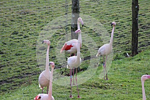 Flamingos standing on grass looking around