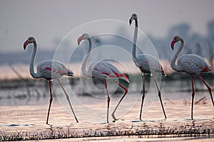 Flamingos standing in a shallow body of water with their necks outstretched