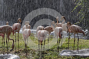 Flamingos stood in rain photo