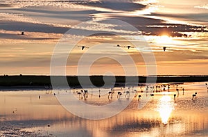 Flamingos at sunrise photo