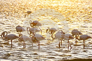 Flamingos during sunset in Luderitz, Namibia