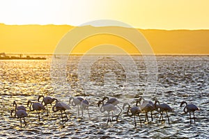 Flamingos during sunset in Luderitz, Namibia