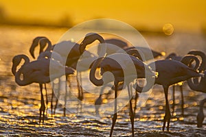 Flamingos during sunset in Luderitz, Namibia