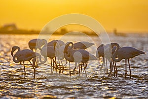 Flamingos during sunset in Luderitz, Namibia