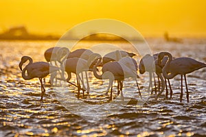 Flamingos during sunset in Luderitz, Namibia