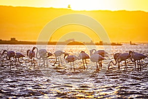 Flamingos during sunset in Luderitz, Namibia