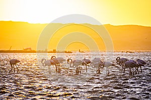 Flamingos during sunset in Luderitz, Namibia