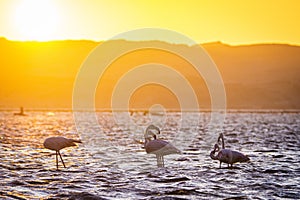 Flamingos during sunset in Luderitz, Namibia