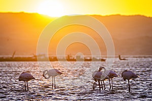 Flamingos during sunset in Luderitz, Namibia