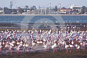 Flamingos at swakopmund haven
