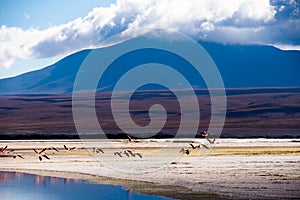 Flamingos taking off